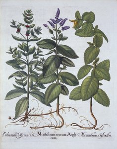 Horsemint and Spearmint, from Hortus Eystettensis by German School