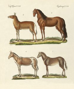 Horses and Donkeys by German School