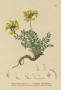 Horseshoe Vetch