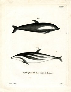 Hourglass Dolphin