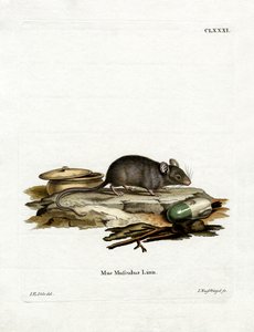 House Mouse by German School