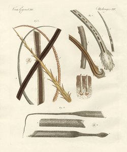 Human and Animal Hairs