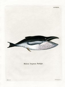 Humpback Whale by German School