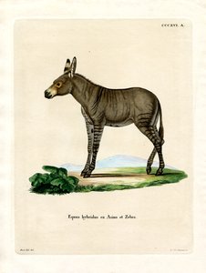 Hybrid Zebra