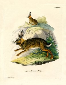 Iberian Hare