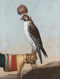 Icelandic Gerfalcon