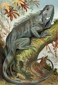 Iguana, plate from Brehms Tierleben by German School