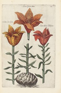 Illustration from "Florilegium ... tractans de variis floribus et aliis indicis plantis as vivum delineatum in duabus partis et quatuor linguis concinnatum" by Emanuel Sweert, 1612-14 by German School