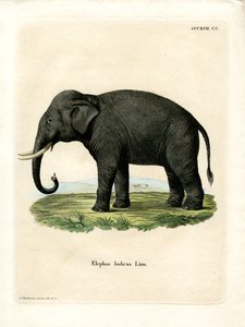 Indian Elephant by German School