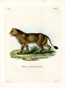 Indian Lion by German School