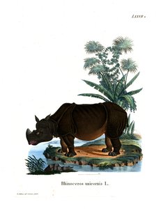 Indian Rhinoceros