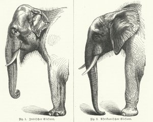 Indian and African elephants by German School