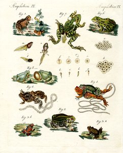 Indigenous Frogs and Toads
