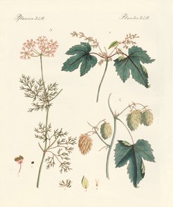 Indigenous Spice Plants by German School
