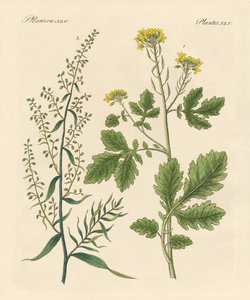 Indigenous Spice Plants by German School