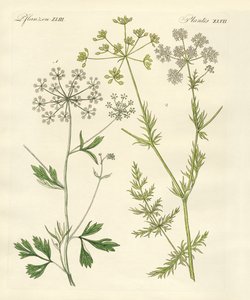 Indigenous Spice Plants by German School