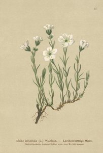 Inner Alpine Sandwort by German School