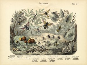 Insects