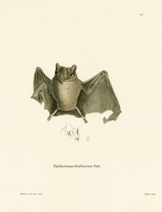Ipanema Bat by German School