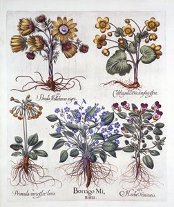 Ipheion Rolf Fiedler Spring Starflower, Marsh Marigold, Pseudo Helleborus, Viola Tricolor and Cowslip, from Hortus Eystettensis by German School