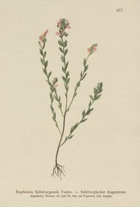 Irish Eyebright