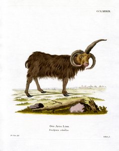 Jacob Sheep