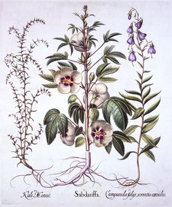 Jamaica Sorrel, Bellflower and Prickly Saltwort, from Hortus Eystettensis by German School
