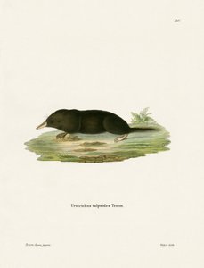 Japanese Shrew Mole