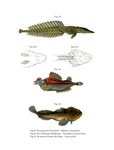 Japanese Sturgeon