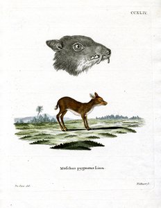 Java Mouse-Deer by German School