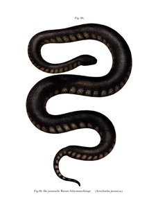 Javan File Snake by German School