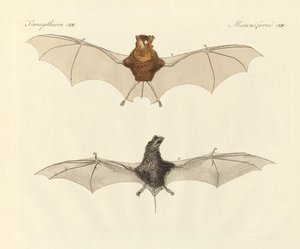 Javanese bats
