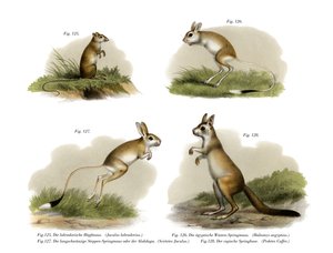 Jerboa by German School