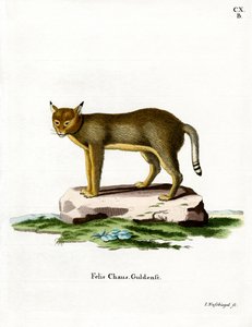 Jungle Cat by German School