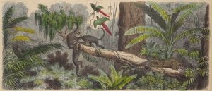 Jungle in Brazil by German School