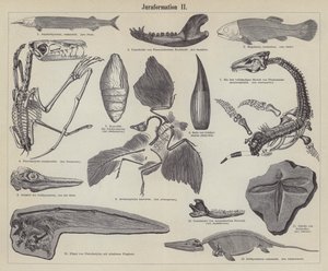 Jurassic Fossils (engraving)
