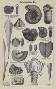 Jurassic fossils by German School