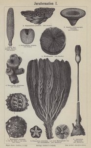 Jurassic fossils by German School