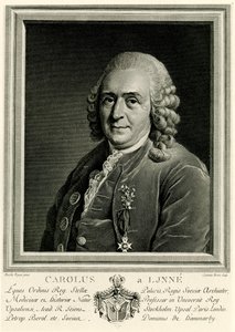 Carl Linnaeus by German School