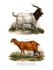 Kashmir Goat