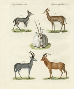 Kinds of Antelopes by German School