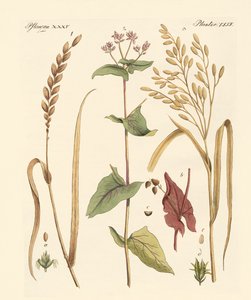 Kinds of Corns by German School