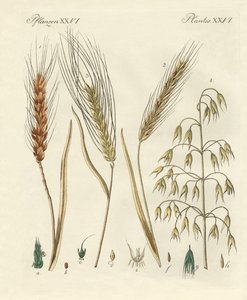Kinds of Grain