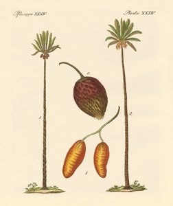 Kinds of Palms by German School