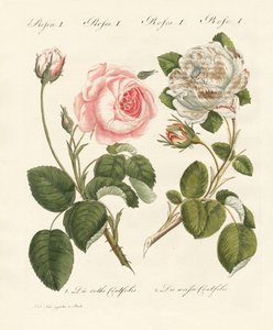 Kinds of Roses