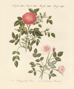 Kinds of Roses