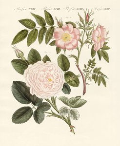 Kinds of Roses