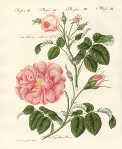 Kinds of Roses by German School