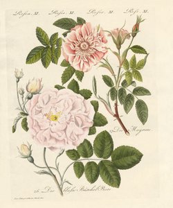 Kinds of Roses