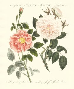 Kinds of Roses